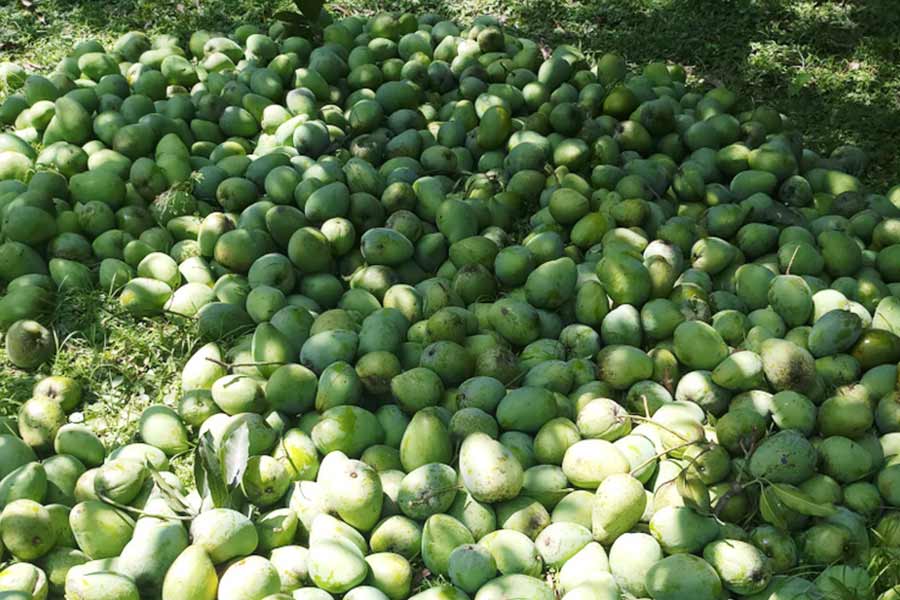 Bangladeshi Mangoes: The Golden Glory of a Nation’s Orchard