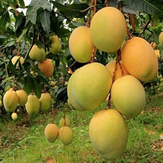 Himsagar 5 kg Package / 110 Per Kg - Image 2